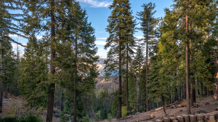 Yosemite Aviary