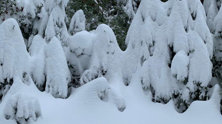 Chalet in the Pines
